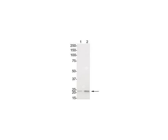 62-8387-07　抗磷-HP1γ (Ser83);100μg　07-972