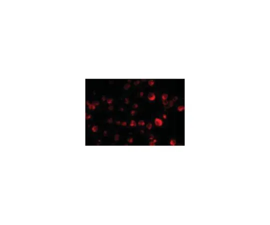 62-8462-66　抗MCG10　ABE794