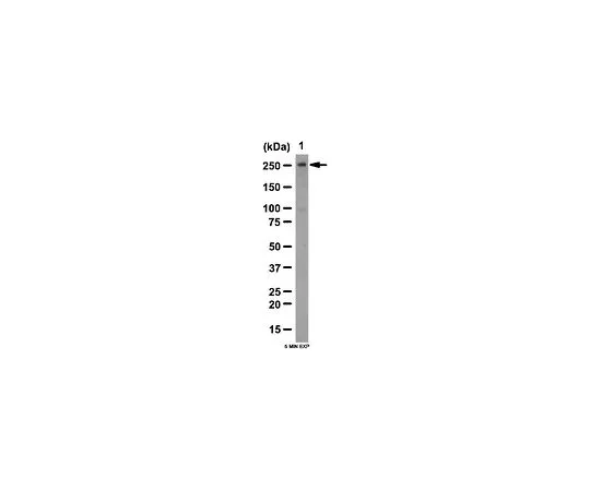62-8460-85　抗N-CoR;100μg　ABE251