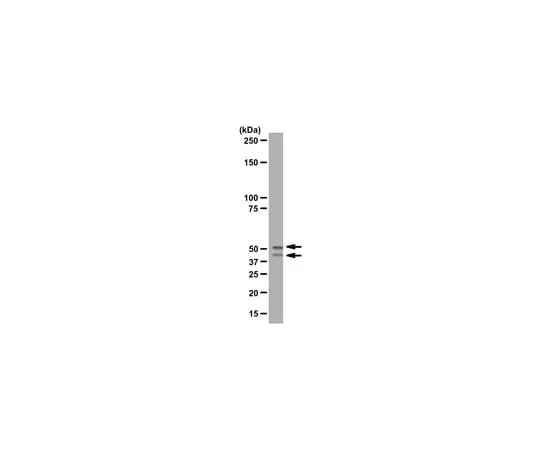 62-8368-93　抗GSK3α/β;100μL　04-903