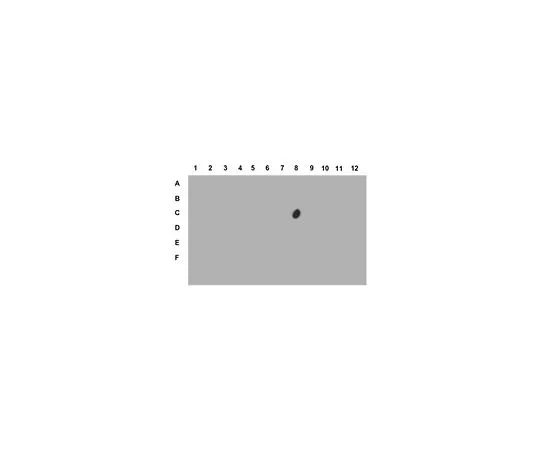 62-8383-81　抗磷酸组蛋白H3 (Ser28);100μL　07-145