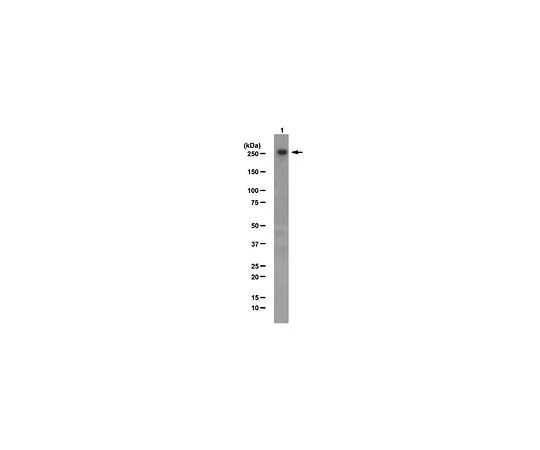 62-8460-28　抗CHD-3;100μg　ABE86