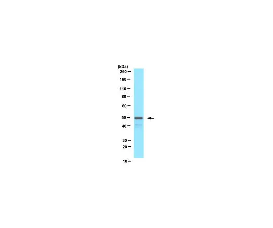 62-8456-97　抗PEX13 (过氧化物酶体膜标记物)　ABC143