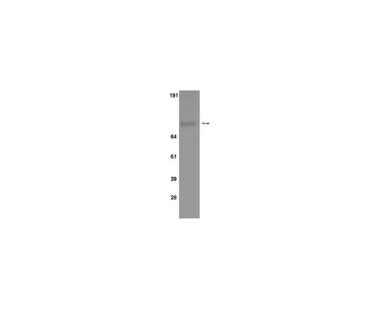 62-8368-32　抗磷-STAT1 (Ser 727) ，克隆12C5;100μg　04-478