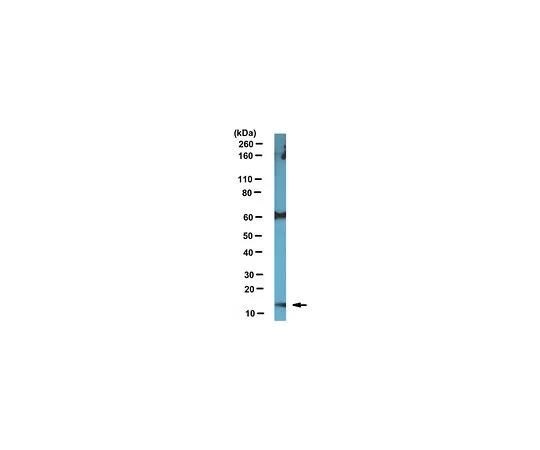 62-8465-89　抗ARMS2;100μg　ABN160