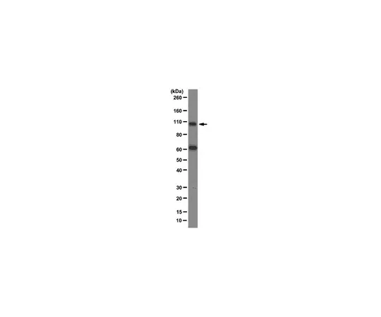 62-8375-24　抗双子3克隆12H12;100μg　05-1533