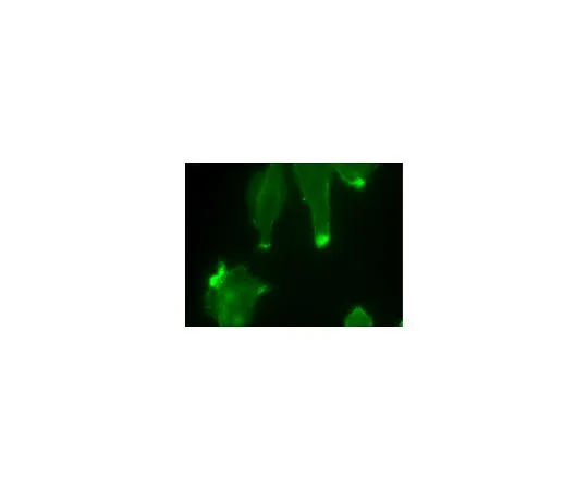 62-8394-58　慢Brite (TM) GFP-Cortactin慢病毒生物传感器　17-10219