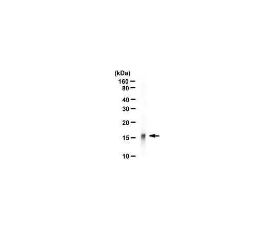 62-8384-63　抗乙酰组蛋白H3 (Lys27);100μL　07-360
