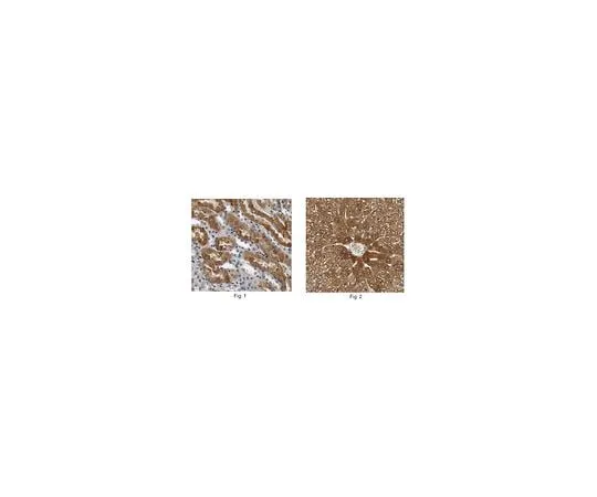62-8457-53　反FFAR2/GPR43　ABC299