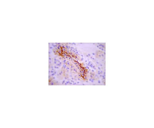 62-8387-65　抗SGLT-1 (葡萄糖共转运蛋白-1);100μL　07-1417