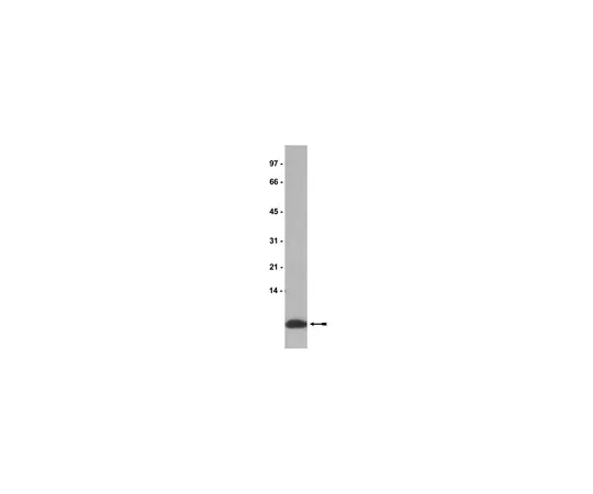 62-8370-47　抗IGF-II,克隆S1F2;500μg　05-166