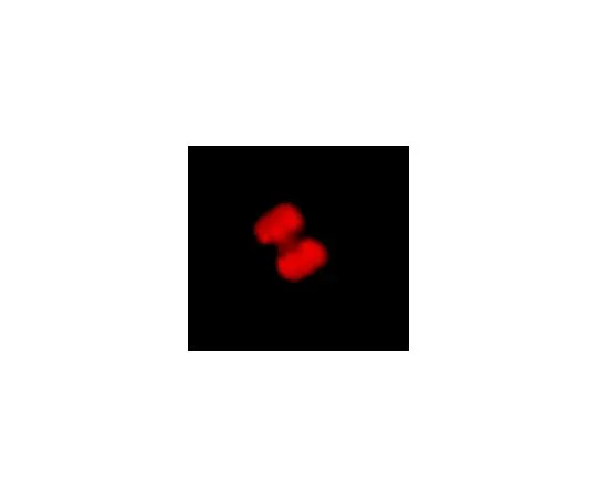 62-8384-98　抗磷酸组蛋白H3 (Thr3);100μL　07-424