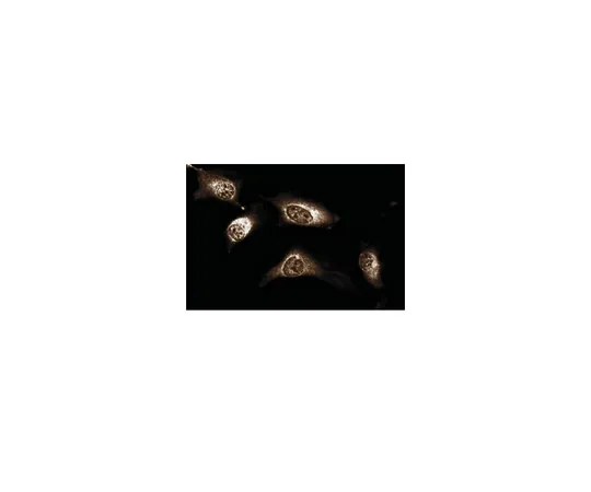 62-8374-39　抗JAK1,克隆73;100μg　05-1154
