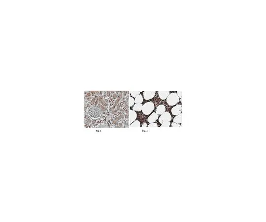 62-8464-47　抗NLRP6 (NALP6);100μg　ABF29