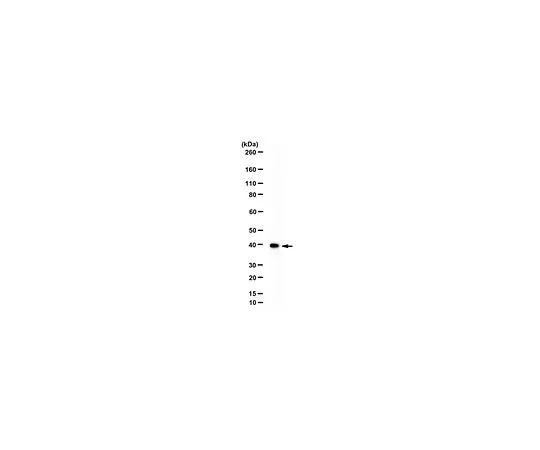 62-8386-33　抗WDR5;100毫升　07-706
