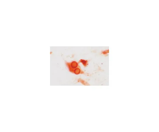 62-8449-90　抗合成蛋白-1,a.a。829-847;50μL　AB5388