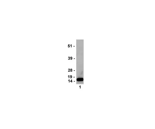 62-8368-46　抗三甲基组蛋白H3 (Lys4) ，克隆MC315;100μL　04-745