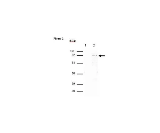62-8367-52　RIPAb+ (TM) SUZ12;10次检测　03-179