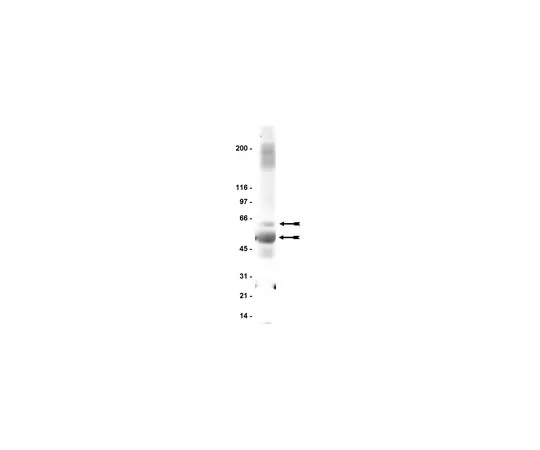 62-8371-28　抗GABA受体β2/3,克隆62-3G1;200μg　05-474