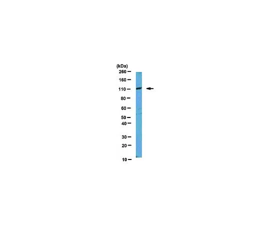 62-8460-93　抗MILI;100μL　ABE278