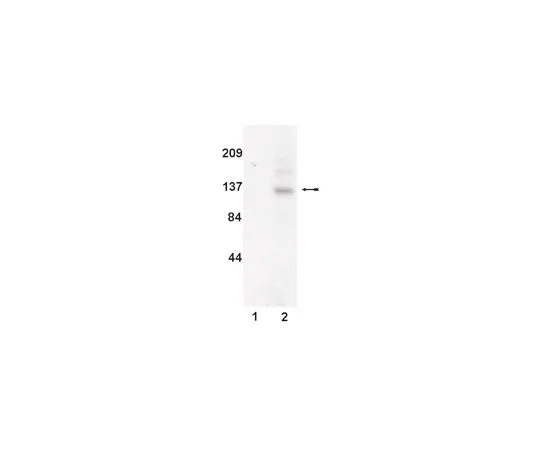 62-8371-05　抗JAK3,克隆B32-32;200μg　05-406