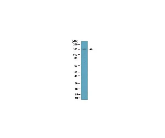 62-8388-33　抗NCoA-2;100μg　07-1799