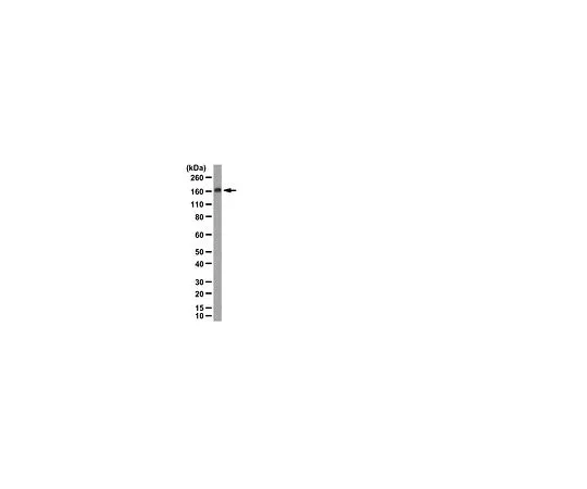 62-8389-23　抗G9a (BAT8);100μg　09-071