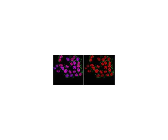 62-8460-55　抗Fox2;100μg　ABE184