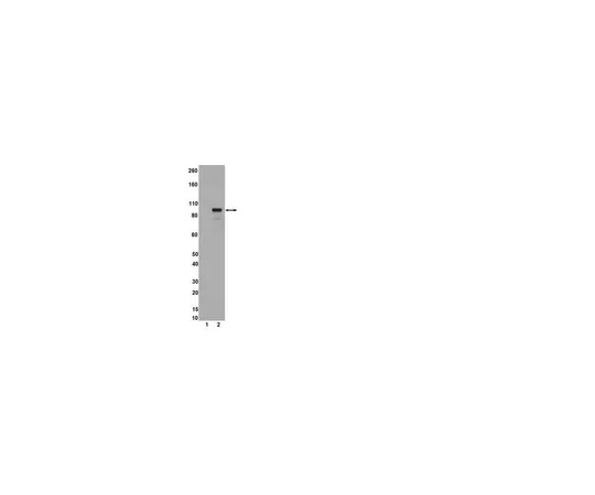62-8368-86　抗磷-STAT5A/B (Tyr694/699) ，克隆A11W;100μL　04-886