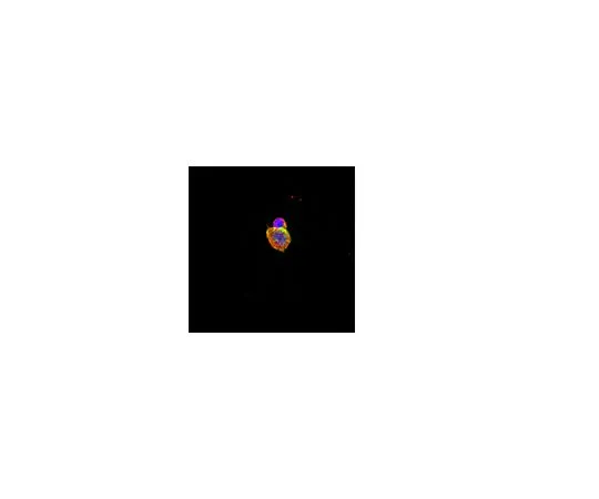 62-8451-05　抗NeuroD2;100μg　AB5688