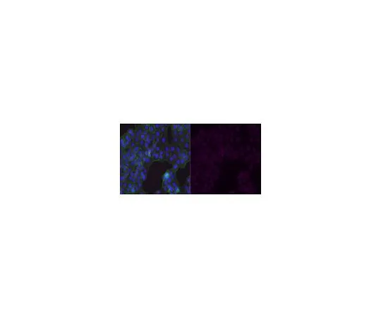 62-8387-57　抗GLUT-1抗体，CT, Alexa Fluor (R) 647共轭　07-1401-AF647