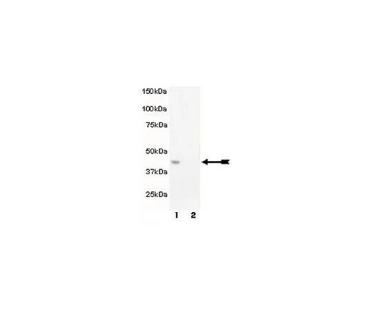 62-8386-84　抗磷MEK1 (Thr292);100μL　07-852