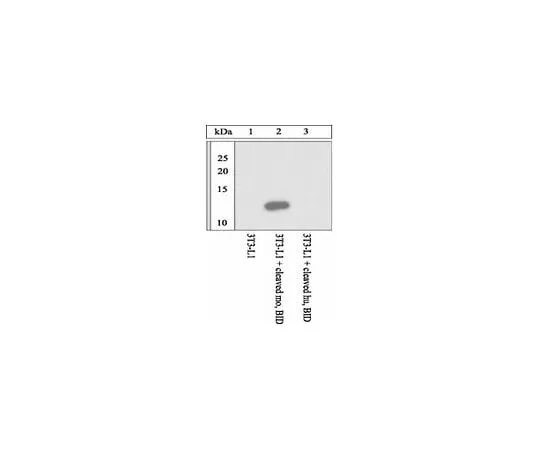 62-8453-97　抗小鼠BID切割 (59/60) 位点特异性;100μL　AB10002