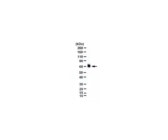 62-8445-75　抗谷氨酸转运蛋白，胶质;50μL　AB1783