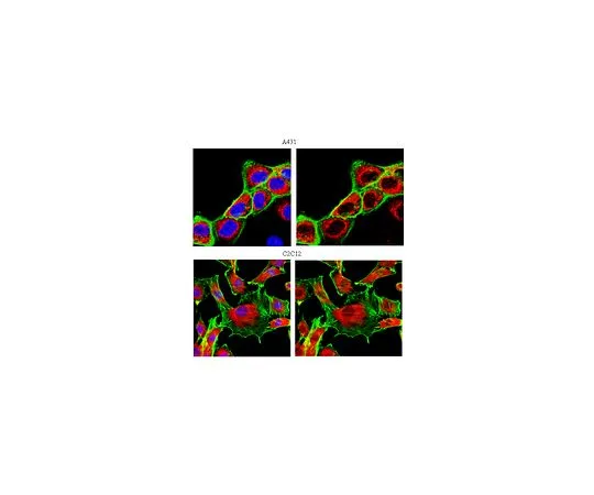 62-8469-08　抗MAPK 1/2;100μg　ABS44