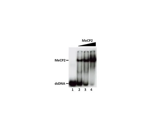 62-8391-94　人重组MeCP2, 10 ug　14-1067