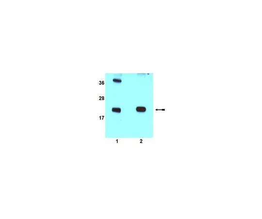 62-8389-56　抗Rac1b;100μL　09-271