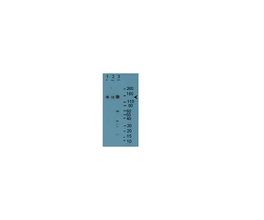 62-8382-28　同步GAP;100μg　06-900