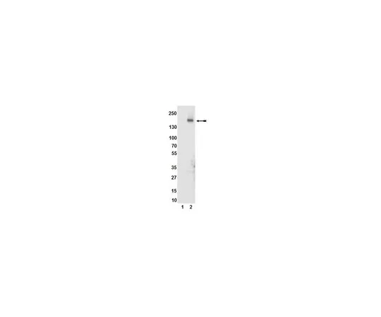 62-8368-89　抗磷-KDR/Flk-1/VEGFR2 (Tyr1054) ，克隆D1W;100μL　04-894