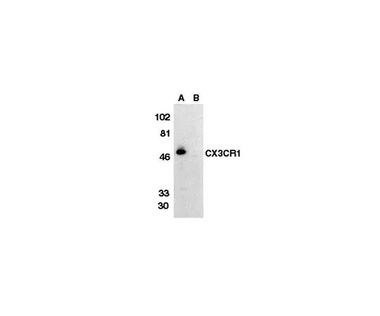 62-8445-95　抗C-X-X-C趋化因子受体1细胞外环;100μg　AB1891