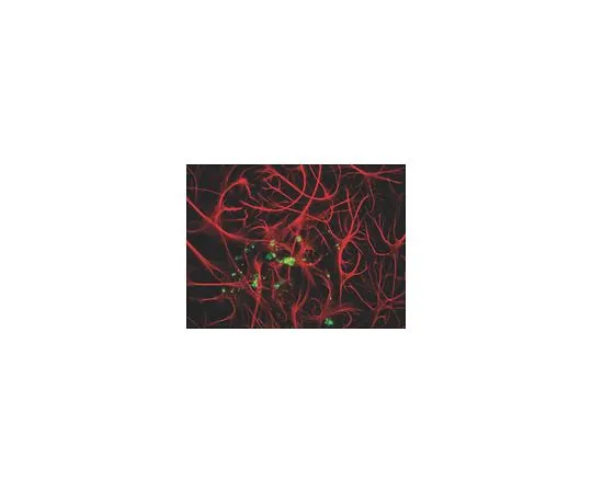 62-8452-96　抗髓磷脂基础蛋白;500μL　AB9348