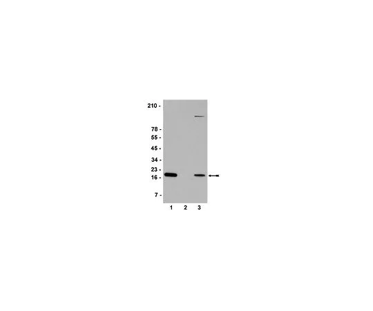 62-8385-98　抗组蛋白H2A.X;200μL　07-627