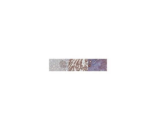 62-8448-43　抗脂联素抗体　AB3784P-I