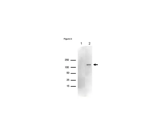 62-8367-56　RIPAb+ (TM) Upf1;10次检测　03-191