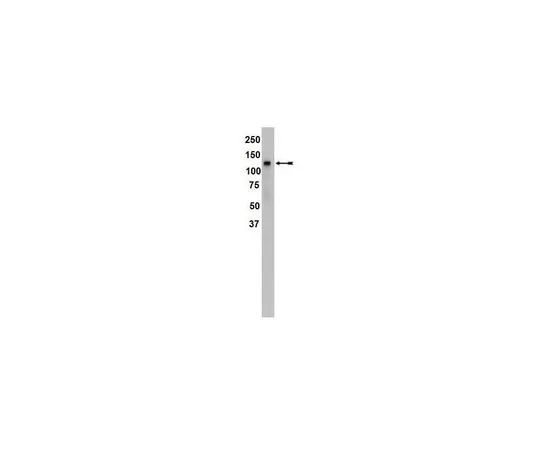 62-8368-30　抗甾醇调节元件结合蛋白1 (SREBP1) ，克隆2121;100μL　04-469