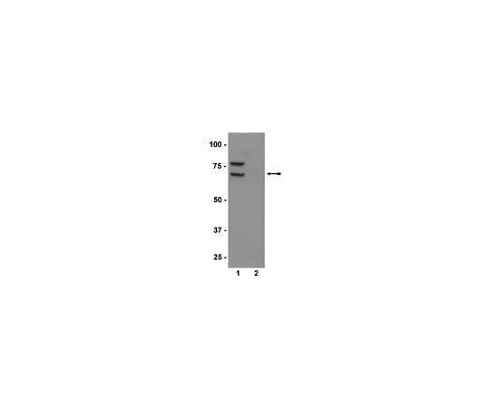 62-8385-56　抗磷-PKR (Thr446);100μg　07-532