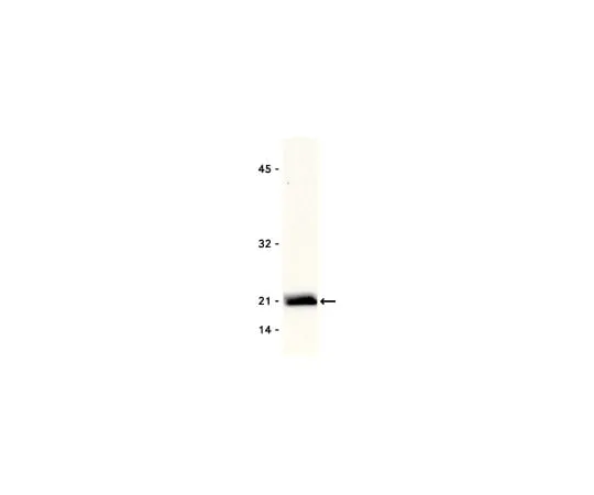 62-8371-01　抗Race1,克隆23A8;250μg　05-389