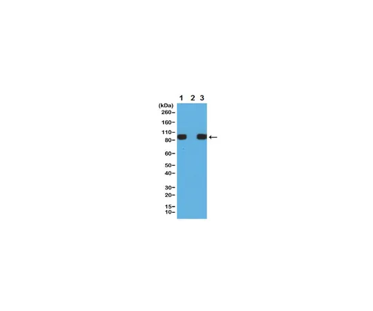 62-8369-85　抗组氨酸标记抗体，克隆RM146　04-1664