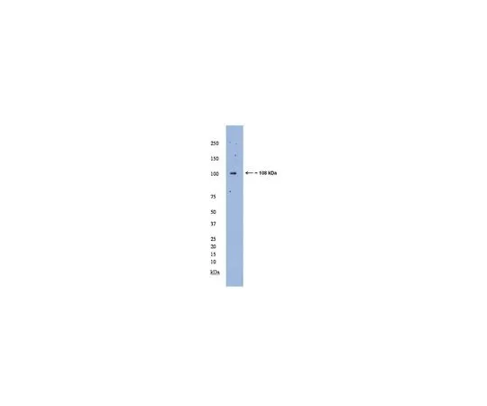 62-8455-42　抗MAML1;100μL　AB15546