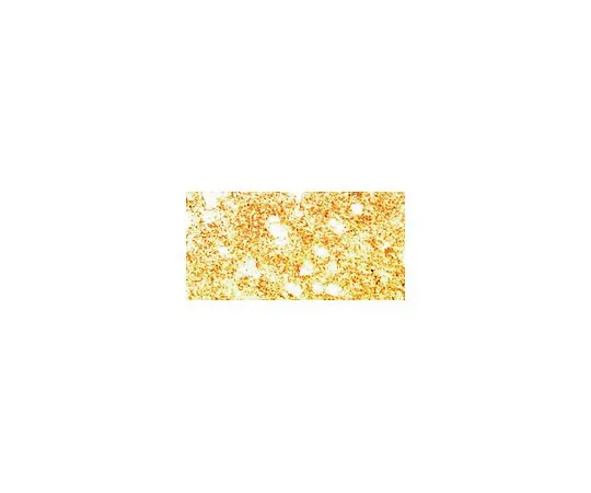 62-8449-74　抗突触核蛋白α;50μg　AB5336P